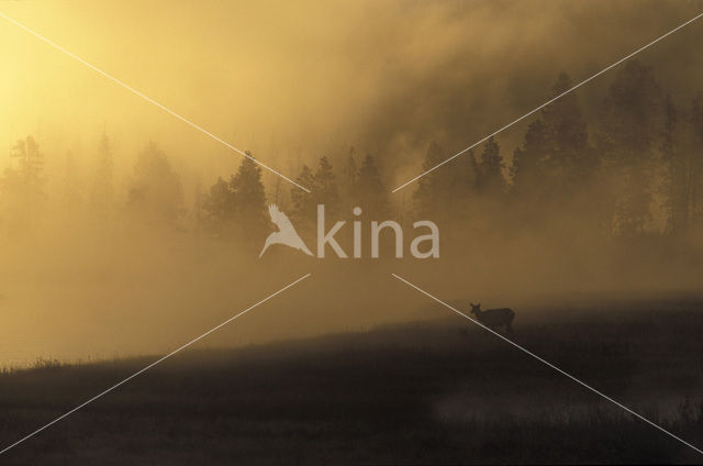 Wapiti (Cervus canadensis)