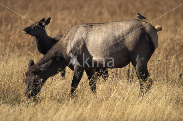 Wapiti (Cervus canadensis)