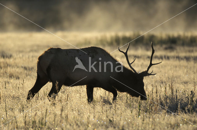 Wapiti (Cervus canadensis)