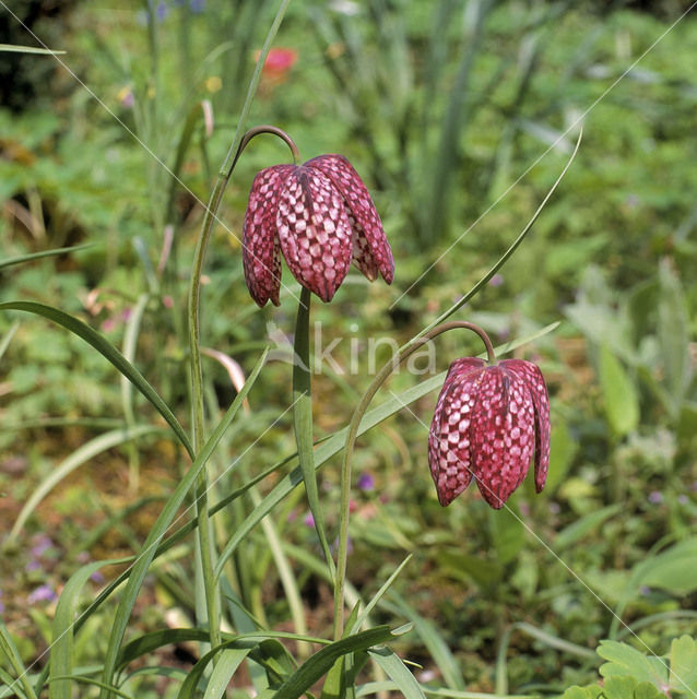 Wilde kievitsbloem (Fritillaria meleagris)