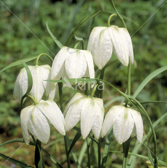 Wilde kievitsbloem (Fritillaria meleagris)