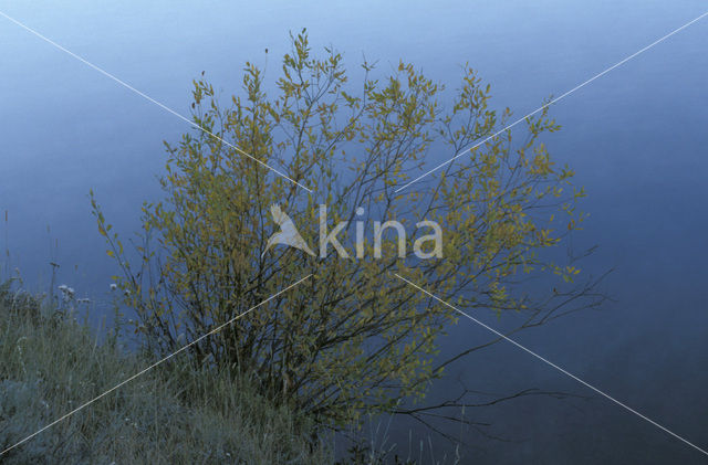 Wilg (Salix)