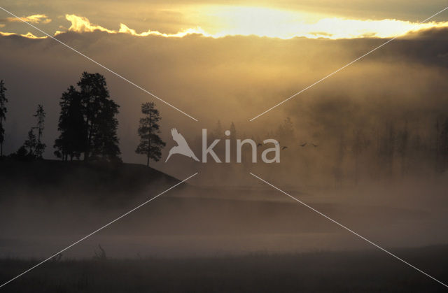 Yellowstone national park