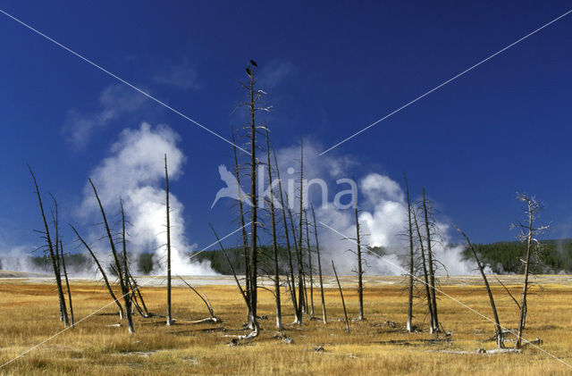 Yellowstone national park