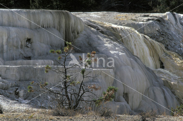 Yellowstone national park