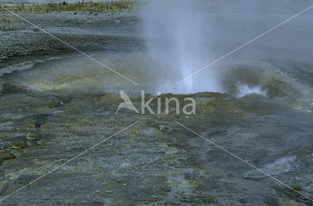 Yellowstone national park