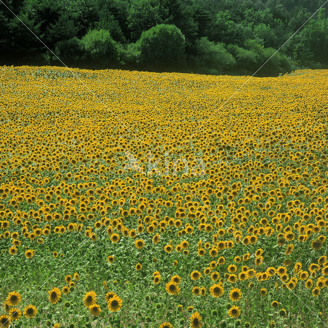 Zonnebloem (Helianthus annuus)