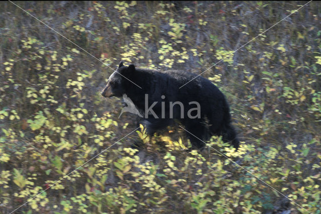 American black bear (Ursus americanus)