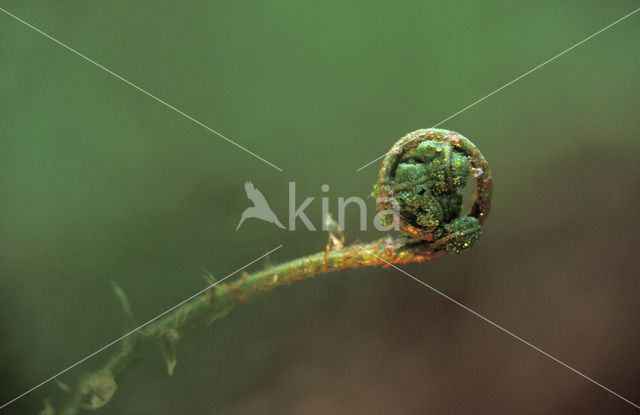 Western brackenfern (Pteridium aquilinum)