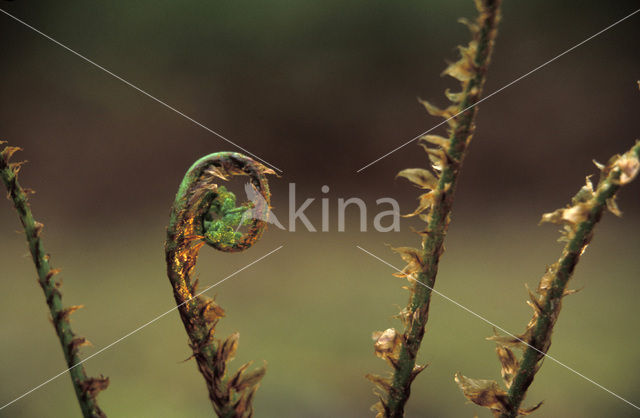 Western brackenfern (Pteridium aquilinum)