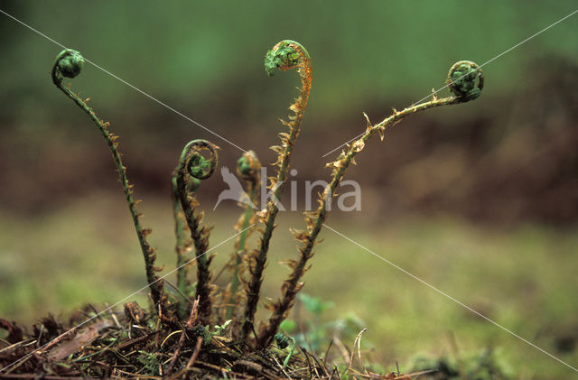 Western brackenfern (Pteridium aquilinum)