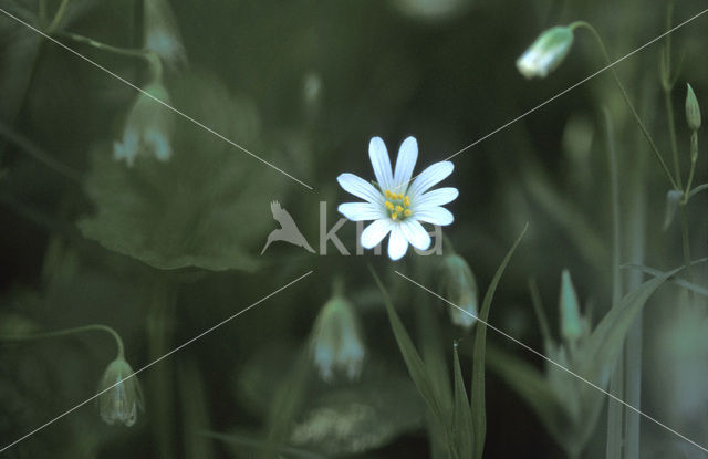 Akkerhoornbloem (Cerastium arvense)