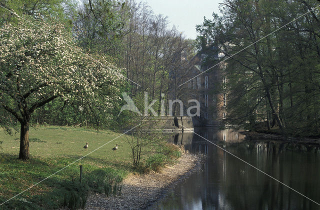 Apple tree (Malus)