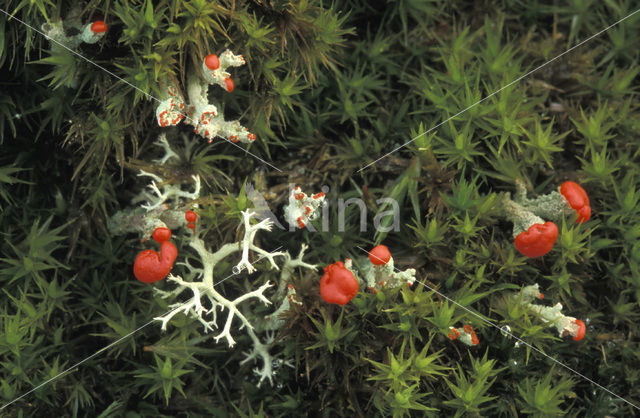 Pixie-cup (Cladonia spec.)