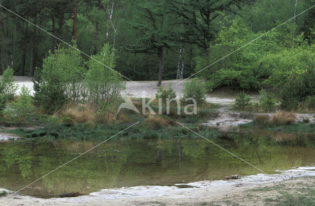 Berk (Betula)