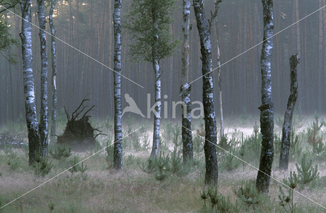 Birch (Betula)