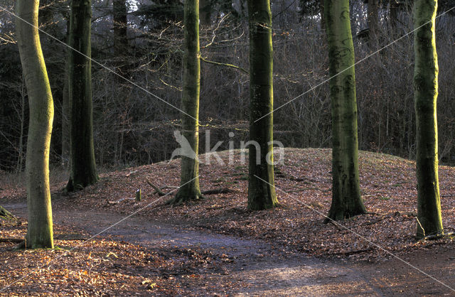 Berk (Betula)