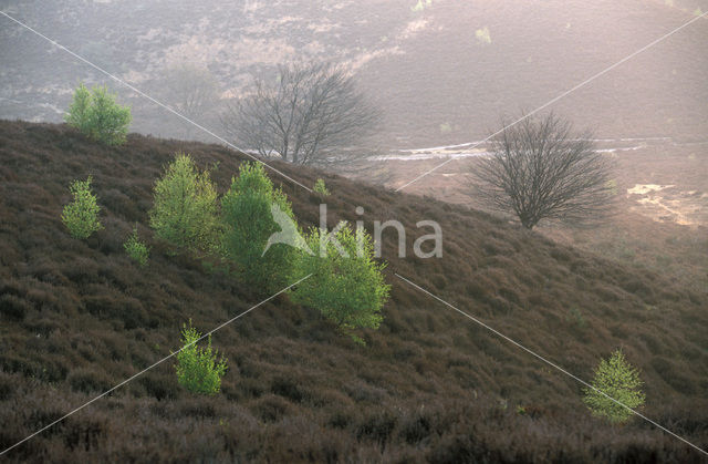 Berk (Betula)