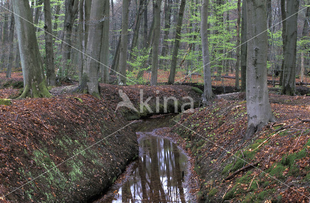 Beech (Fagus spec.)