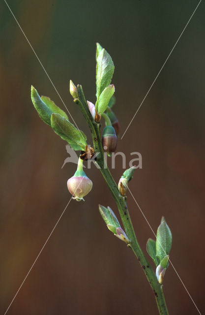 Blauwe bosbes (Vaccinium myrtillus)