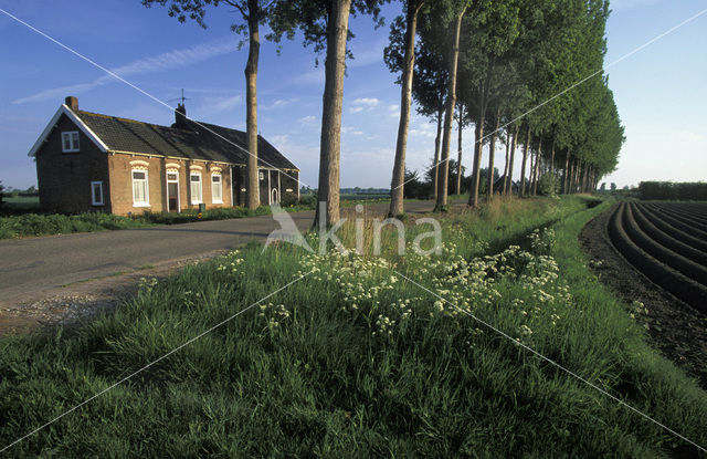 Bloemdijken van Zuid-Beveland