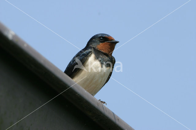 Boerenzwaluw (Hirundo rustica)