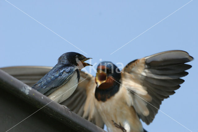 Barn Swallow (Hirundo rustica)