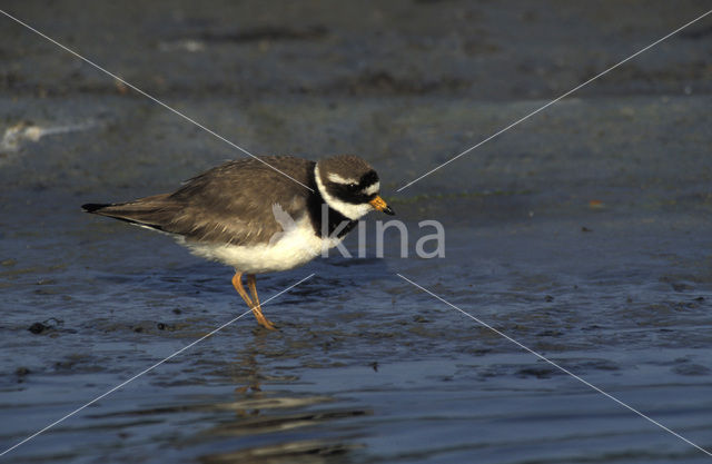 Bontbekplevier (Charadrius hiaticula)