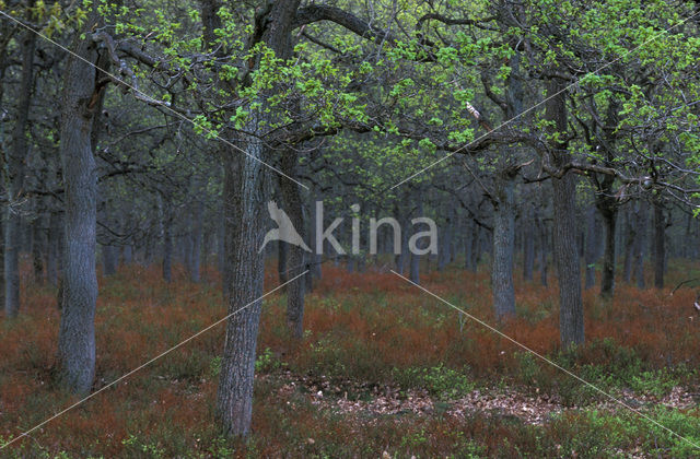 Bilberry (Vaccinium )