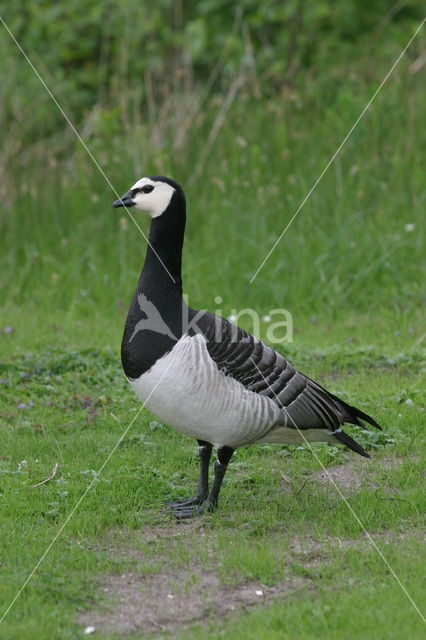 Barnacle Goose (Branta leucopsis)