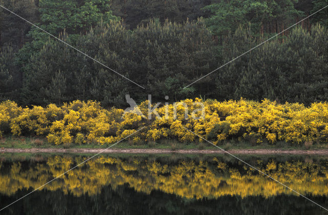 Brem (Cytisus scoparius)