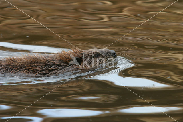 Canadian beaver (Castor canadensis)