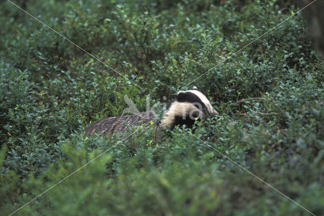 Badger (Meles meles)