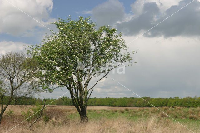 Delleboersterheide