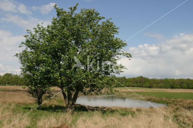 Delleboersterheide