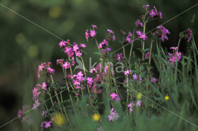 Echte koekoeksbloem (Lychnis flos-cuculi)