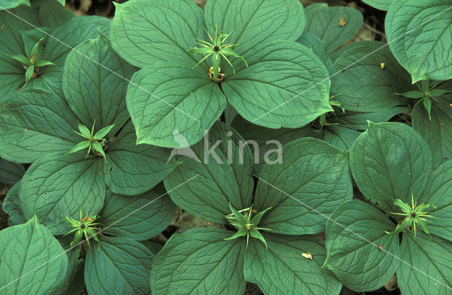 Herb-Paris