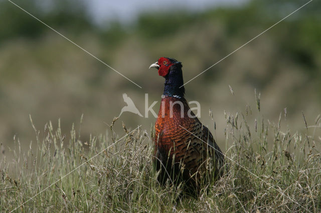 Ring-necked Pheasant (Phasianus colchicus)