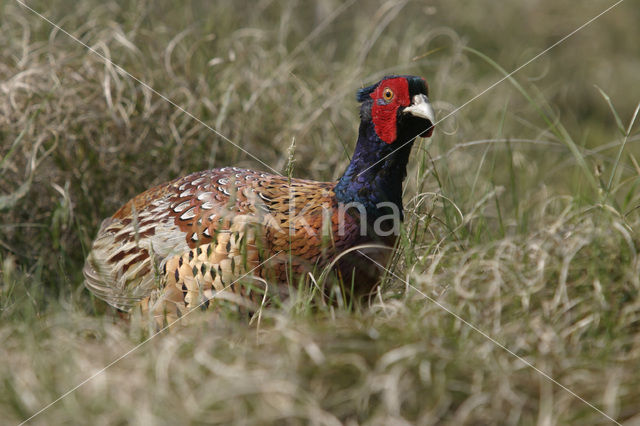Ring-necked Pheasant (Phasianus colchicus)