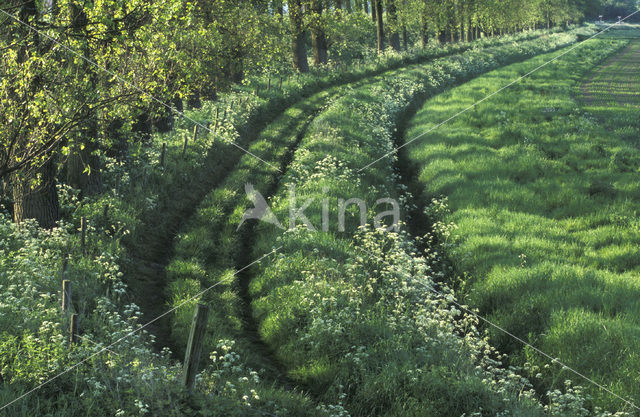 Cow Parsley (Anthriscus sylvestris)