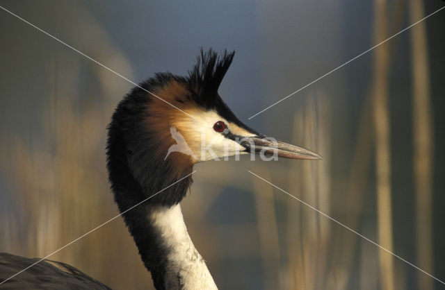 Fuut (Podiceps cristatus)