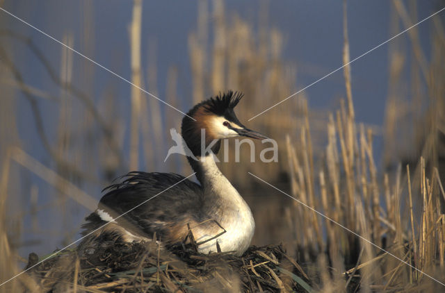 Fuut (Podiceps cristatus)