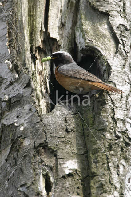 Common Redstart (Phoenicurus phoenicurus)