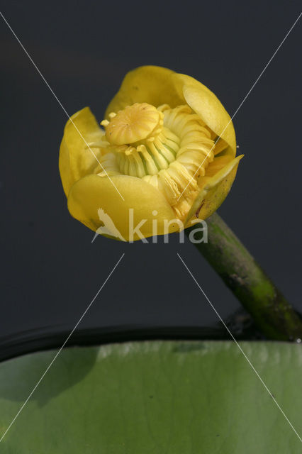 Gele plomp (Nuphar lutea)