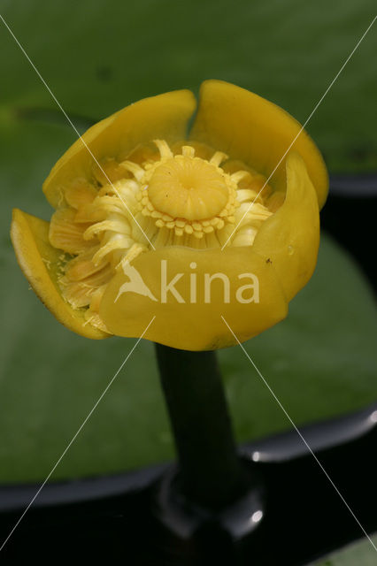 Gele plomp (Nuphar lutea)