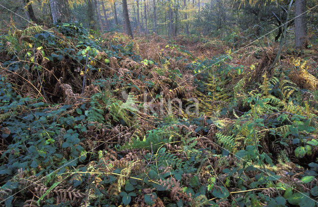 Gewone braam (Rubus fruticosus)