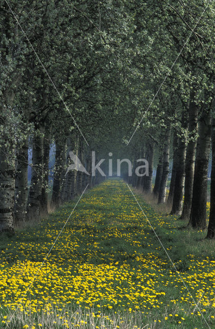 Gewone paardenbloem (Taraxacum officinale)