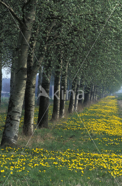 Common Dandelion (Taraxacum officinale)