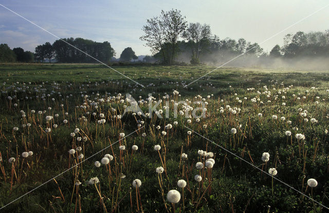 Gewone paardenbloem (Taraxacum officinale)