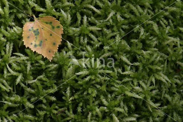 Blunt-leaved Bog-moss (Sphagnum palustre)